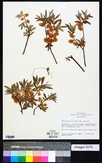 Salix geyeriana image