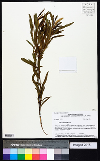 Salix interior image