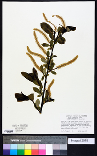 Salix laevigata image