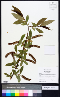 Salix lasiandra image