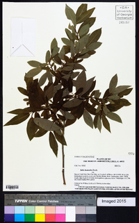 Salix lasiandra image