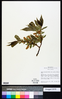 Salix lasiandra image