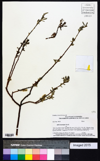 Salix lasiolepis image