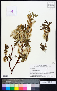 Salix lasiolepis image