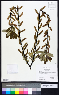 Salix lasiolepis var. lasiolepis image