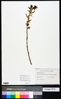 Salix lucida image