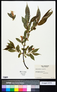 Salix lucida image