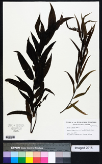 Salix lucida image