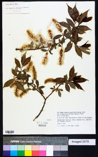 Salix lucida image