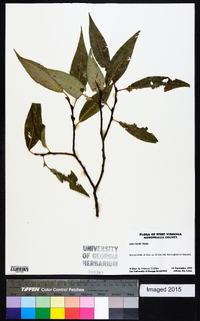 Salix lucida image