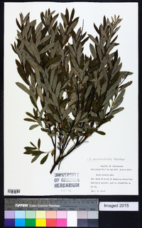 Salix occidentalis image