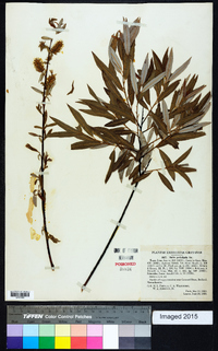 Salix petiolaris image