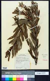 Salix petiolaris image