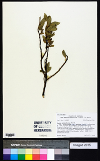 Salix planifolia image