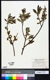 Salix planifolia image