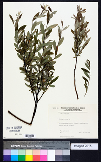 Salix repens image