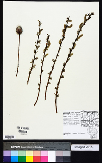 Salix rigida image