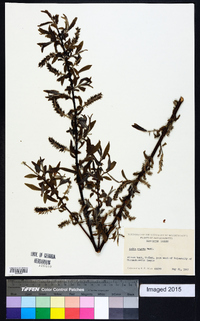 Salix rigida image