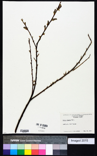 Salix rigida image