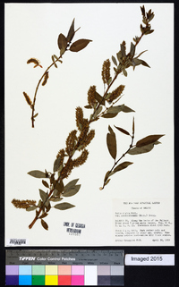 Salix rigida image