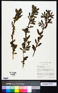 Salix lutea image