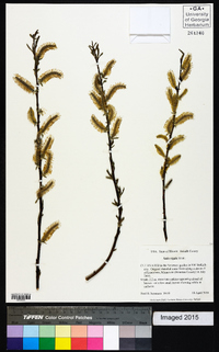 Salix rigida image