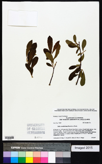 Salix scouleriana image