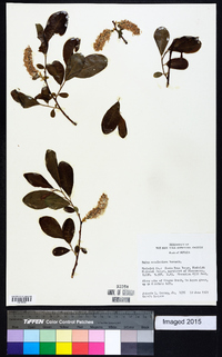 Salix scouleriana image