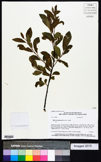 Salix scouleriana image