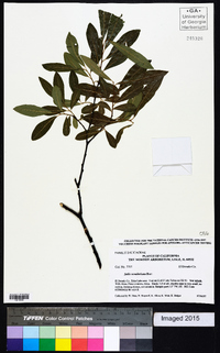 Salix scouleriana image