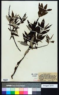 Salix sericea image