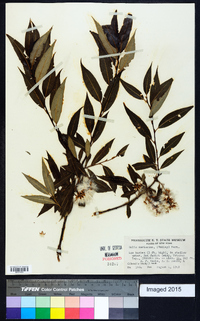 Salix serissima image