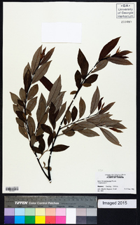 Salix fulvopubescens image