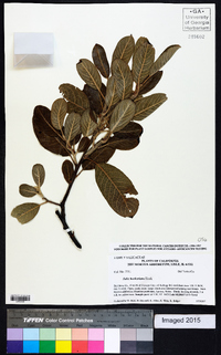 Salix hookeriana image