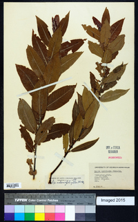 Salix adenophylla image