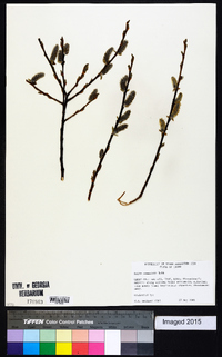 Salix commutata image