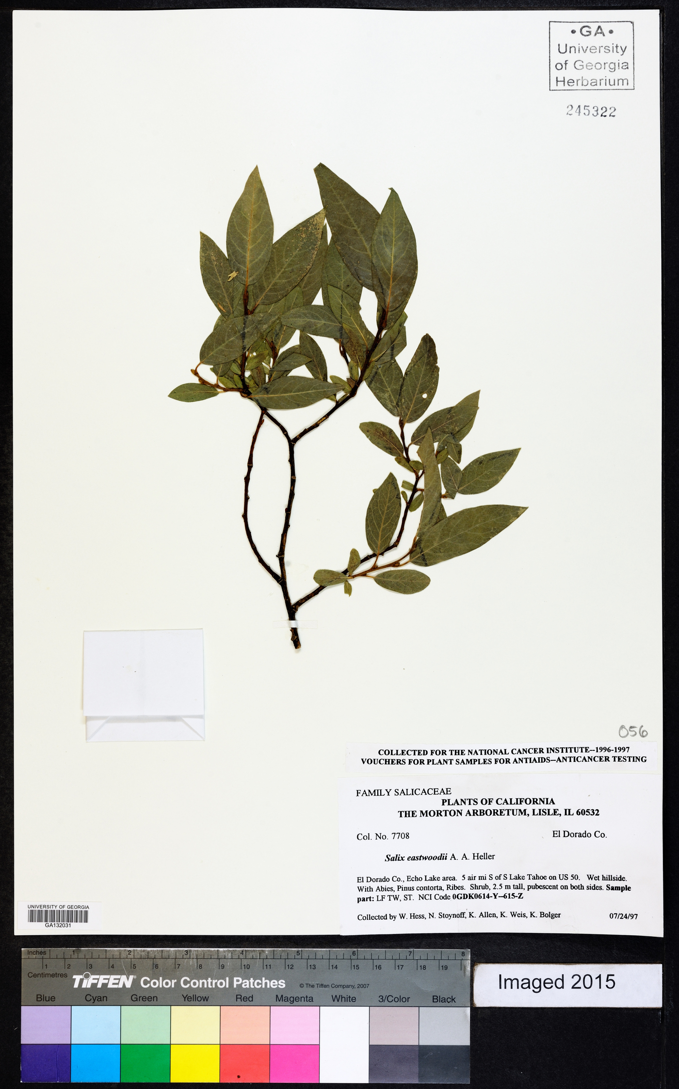 Salix eastwoodiae image