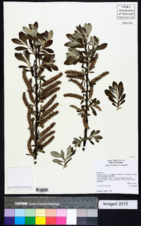 Salix hookeriana image