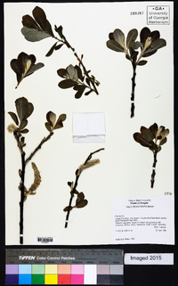 Salix hookeriana image