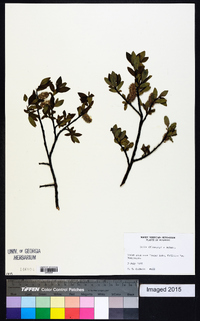 Salix planifolia image