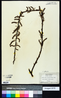 Salix glauca image