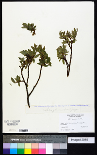 Salix glaucops image
