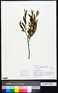 Salix lemmonii image