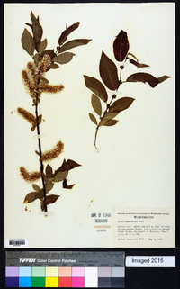 Salix monochroma image