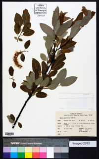 Salix pyrifolia image