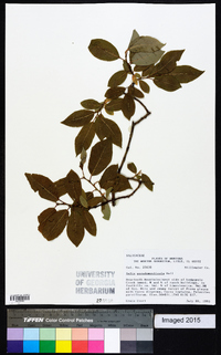 Salix pseudomonticola image