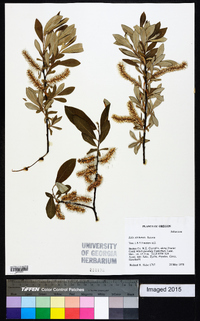 Salix sitchensis image