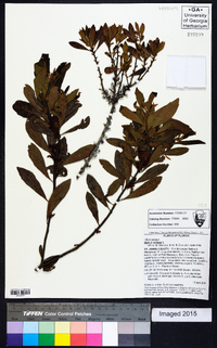 Myrica cerifera image