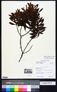 Myrica cerifera image