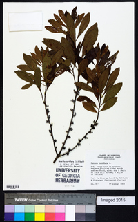 Myrica cerifera image